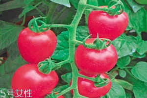 开云电竞粉贝贝是什么水果粉贝贝和千禧果哪个好