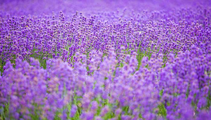 2022石家庄植物园门票多少钱石家庄植物园门票多少钱一个人(图2)