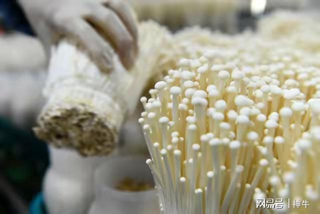 kaiyun开云电竞:人到中年要远离4种比肉“嘌呤还高”的蔬菜可别不当回事(图7)