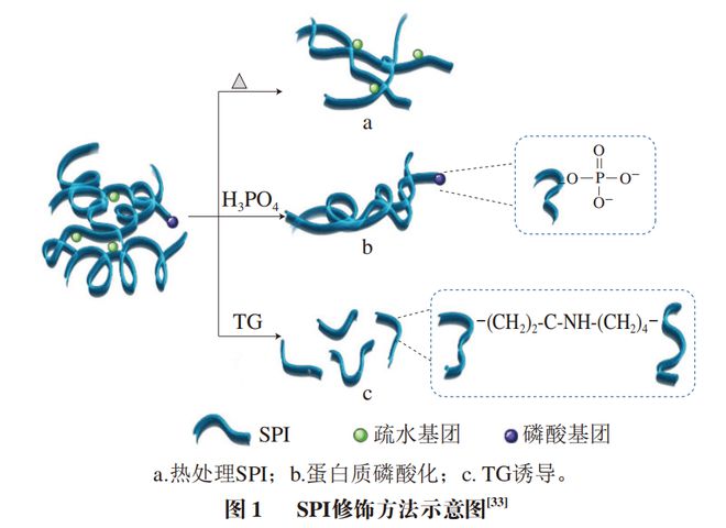 开云电竞《食品科学》：哈尔滨商业大学朱秀清教授等：大豆蛋白乳液凝胶的性质及其应用研究进展(图2)