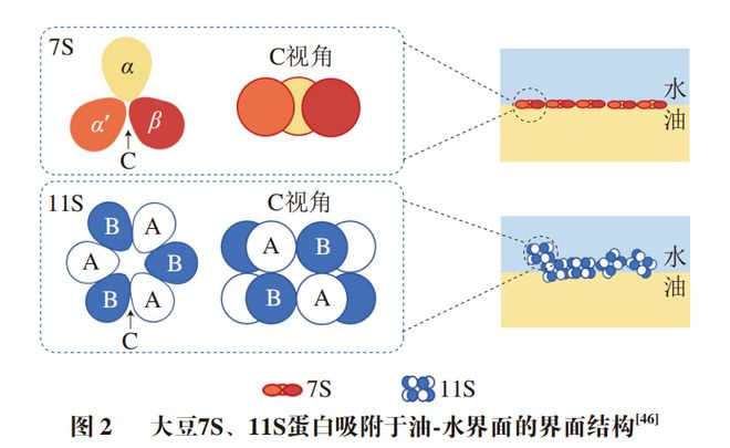 开云电竞《食品科学》：哈尔滨商业大学朱秀清教授等：大豆蛋白乳液凝胶的性质及其应用研究进展(图4)