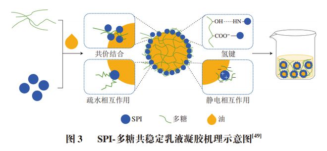 开云电竞《食品科学》：哈尔滨商业大学朱秀清教授等：大豆蛋白乳液凝胶的性质及其应用研究进展(图5)