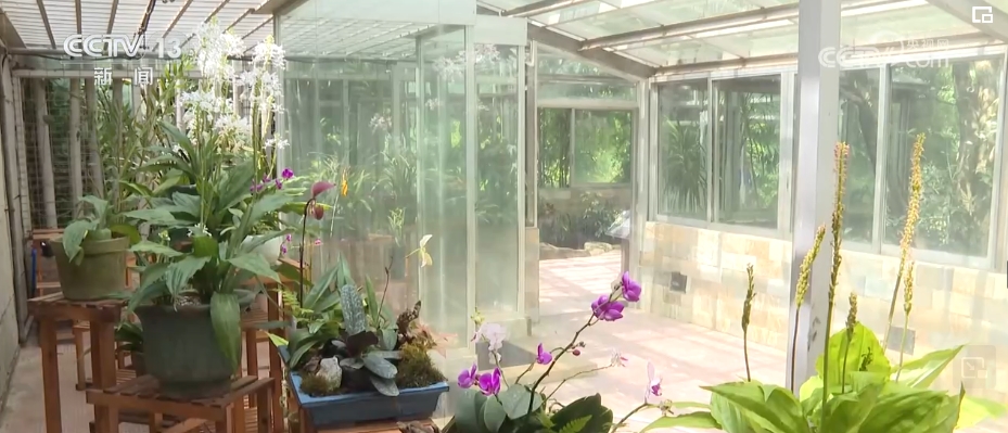 植物“新面孔”频亮相开云电竞葱葱绿意融入百姓生活(图6)