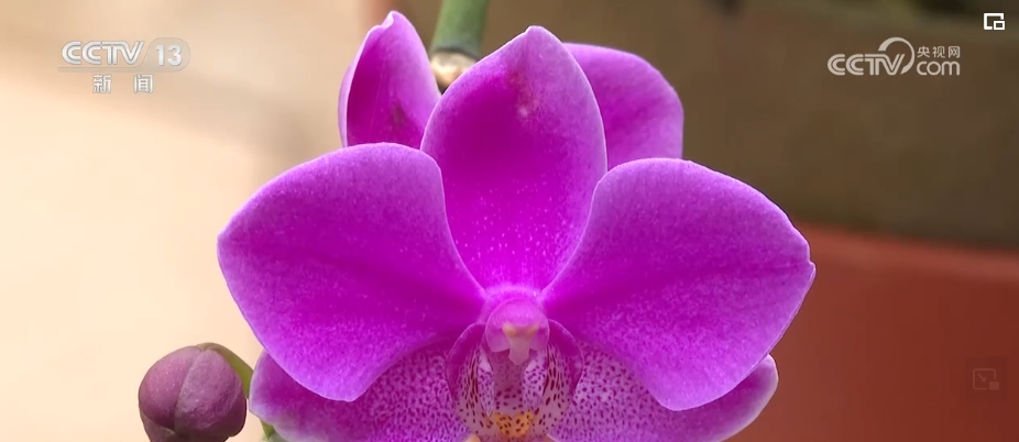 植物“新面孔”频亮相开云电竞葱葱绿意融入百姓生活(图5)