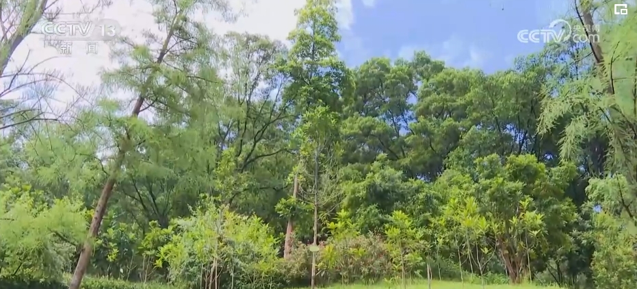 植物“新面孔”频亮相开云电竞葱葱绿意融入百姓生活(图9)