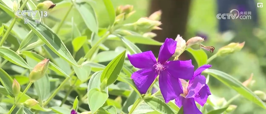 植物“新面孔”频亮相开云电竞葱葱绿意融入百姓生活(图10)