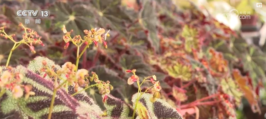 植物“新面孔”频亮相开云电竞葱葱绿意融入百姓生活(图12)
