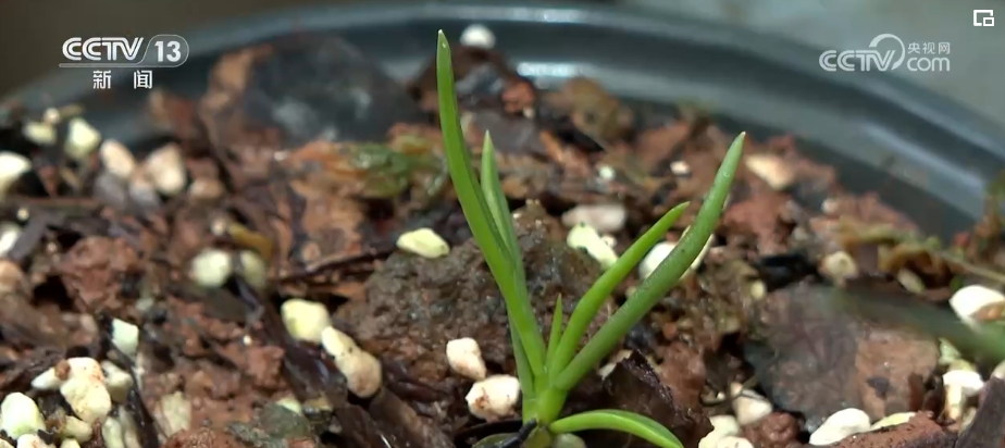 植物“新面孔”频亮相开云电竞葱葱绿意融入百姓生活(图17)