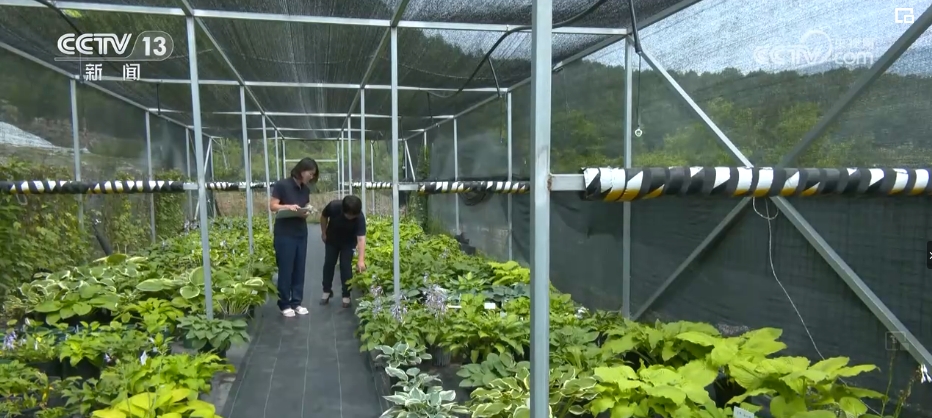 植物“新面孔”频亮相开云电竞葱葱绿意融入百姓生活(图14)