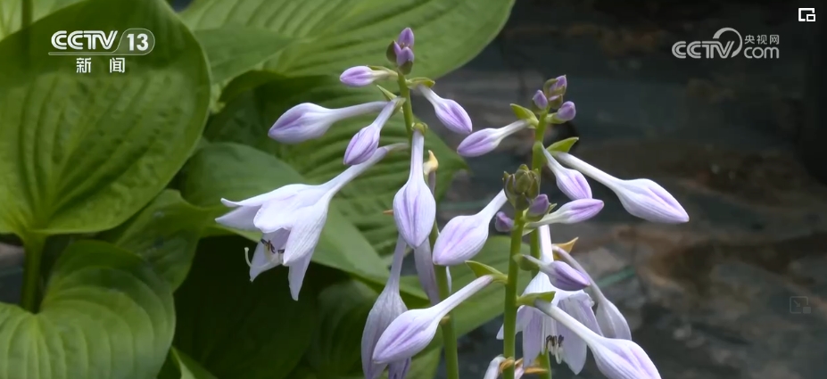 植物“新面孔”频亮相开云电竞葱葱绿意融入百姓生活(图16)