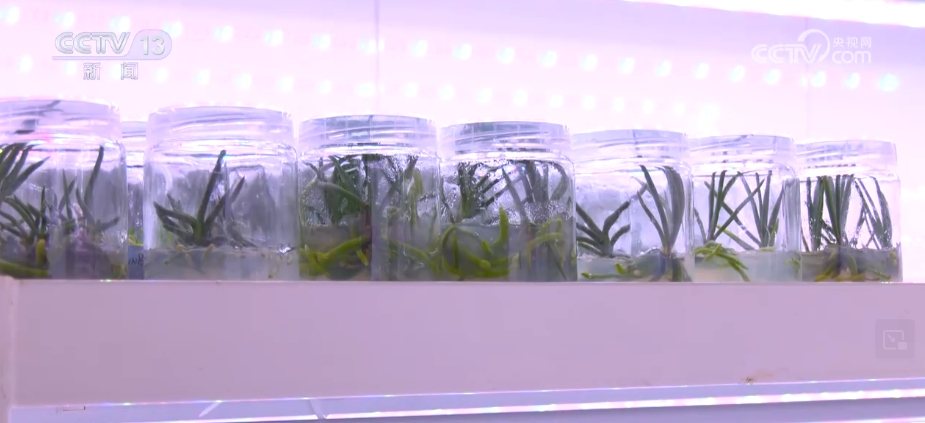 植物“新面孔”频亮相开云电竞葱葱绿意融入百姓生活(图18)