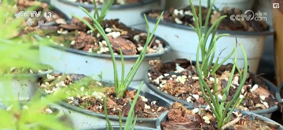 植物“新面孔”频亮相开云电竞葱葱绿意融入百姓生活(图19)