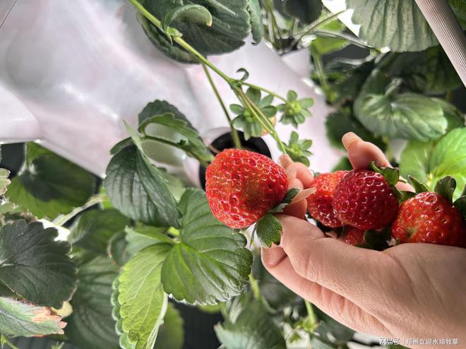让蔬菜垂直生长：立柱水培技术让种植更加简单(图4)