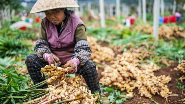 贵州六枝：冬日生姜采收（图）(图2)