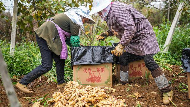 贵州六枝：冬日生姜采收（图）(图3)