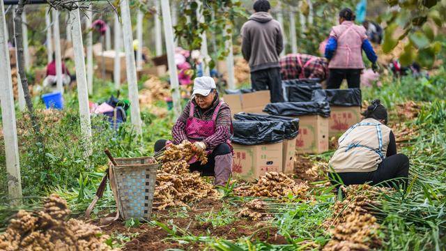 贵州六枝：冬日生姜采收（图）(图6)