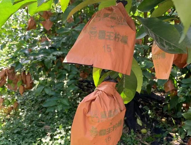 一颗柠檬的“降本增效”：走进潼南4年蜜雪冰城柠檬种植合作户利润率上涨30%最前线(图2)