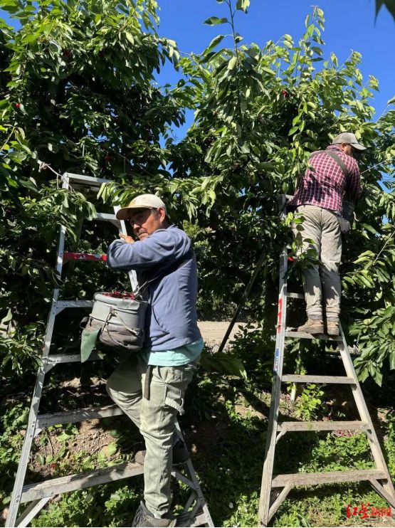 果品季连续7年称霸春节智利车厘子错峰“上位”史(图3)
