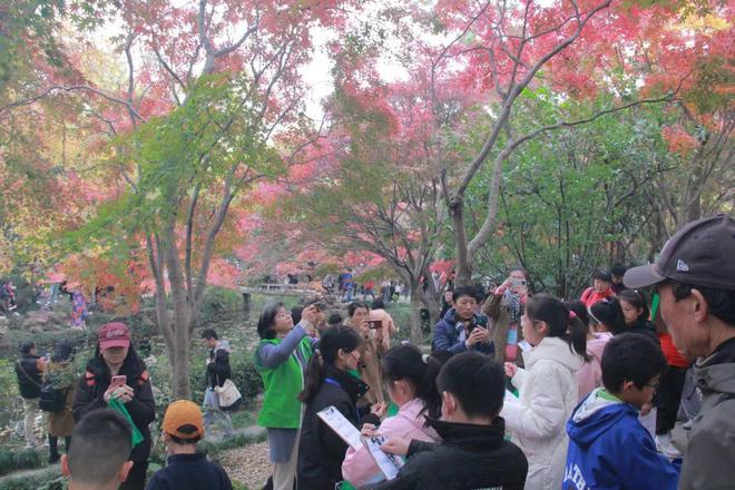 开云电竞:在这个色彩斑斓的季节一起去秋霞圃探寻枫叶的秘密！(图3)