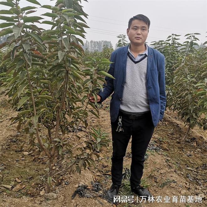 开云电竞网站:未王李子苗授粉技术：提高果实产量的科学方法(图1)