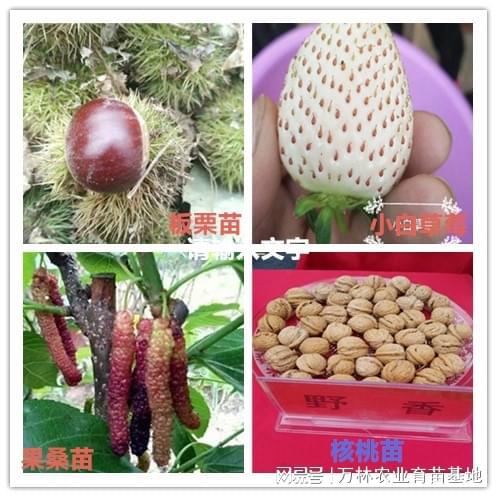 开云电竞网站:未王李子苗授粉技术：提高果实产量的科学方法(图2)
