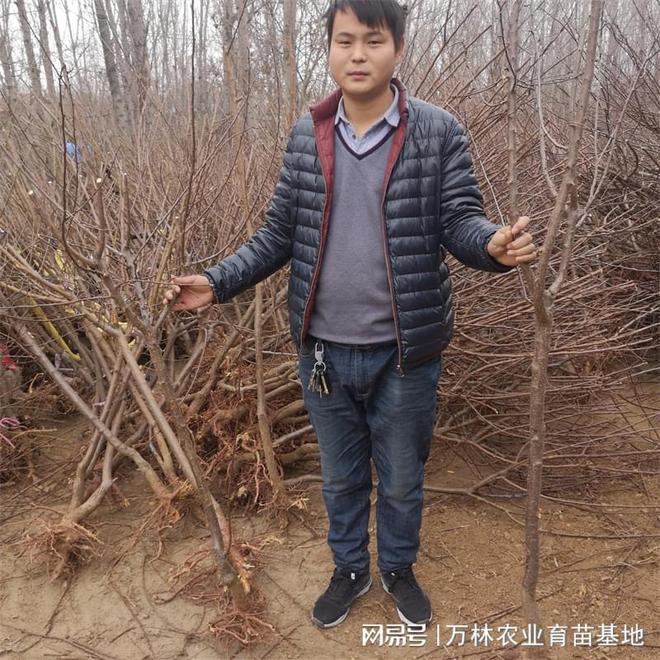 开云电竞网站:未王李子苗授粉技术：提高果实产量的科学方法(图3)