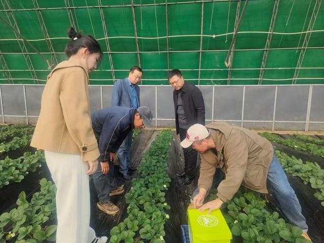 开云电竞:“抗寒”熊蜂入棚助力草莓授粉(图3)