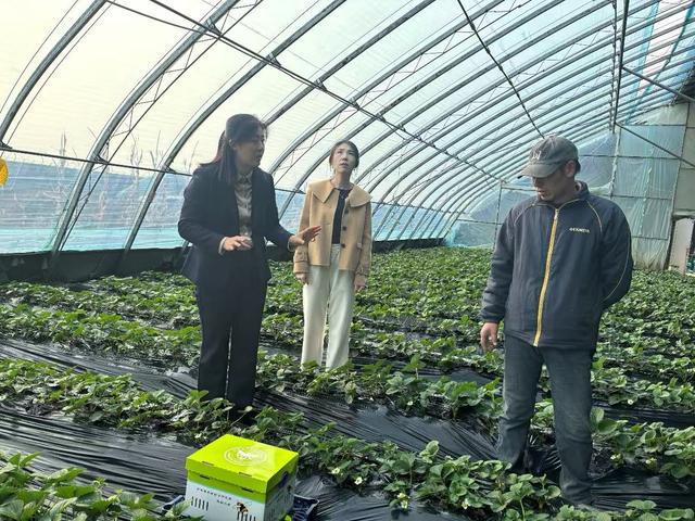 开云电竞:“抗寒”熊蜂入棚助力草莓授粉(图2)