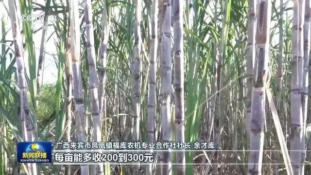 开云电竞app:让土特产“从头甜到尾”各地全力发展富民产业(图2)