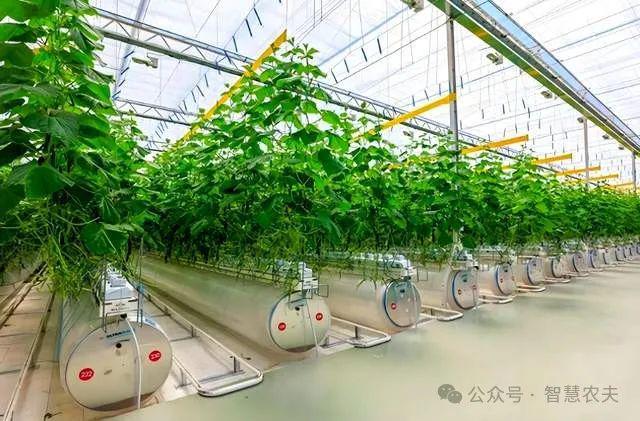 开云电竞发展智能温室大棚是推进农业新质生产力发展的重要举措(图2)