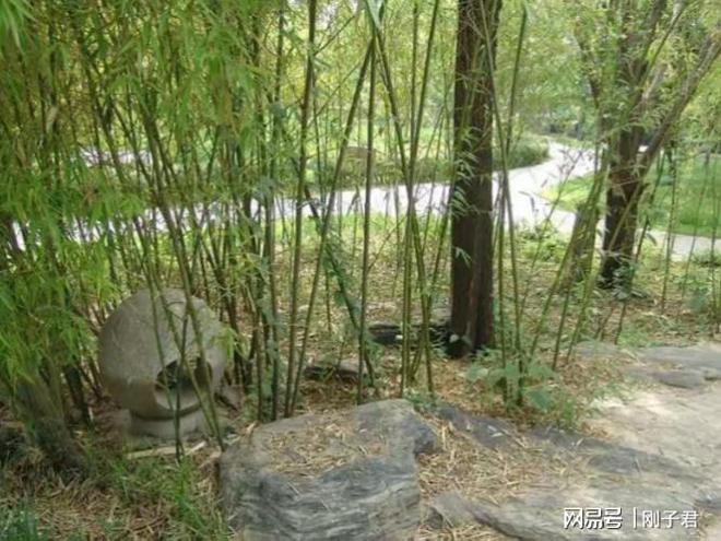 坟头边上的树木能不能砍老人说注意4点就能砍掉(图3)