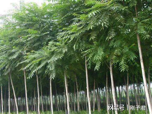 坟头边上的树木能不能砍老人说注意4点就能砍掉(图4)