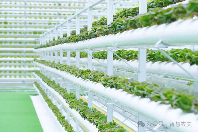 kaiyun开云电竞:无土栽培作为高端的农业种植方式适合一般老百姓投资吗？(图1)