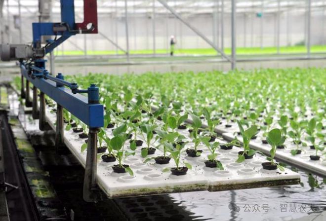 kaiyun开云电竞:无土栽培作为高端的农业种植方式适合一般老百姓投资吗？(图4)