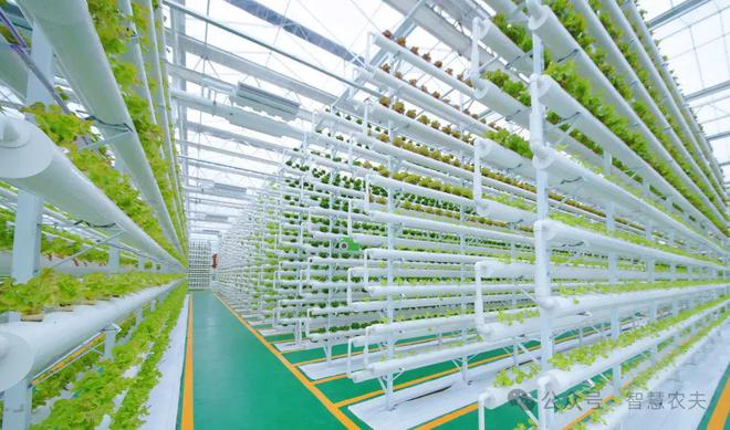 kaiyun开云电竞:无土栽培作为高端的农业种植方式适合一般老百姓投资吗？(图2)