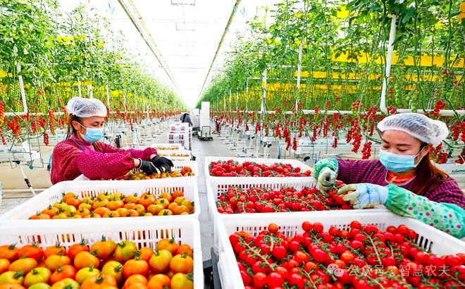 kaiyun开云电竞:无土栽培作为高端的农业种植方式适合一般老百姓投资吗？(图3)