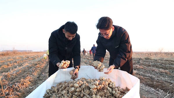 开云电竞入口:东营市利津县：盐碱地上4000亩菊芋喜获丰收预计实现总产值2000万元(图3)