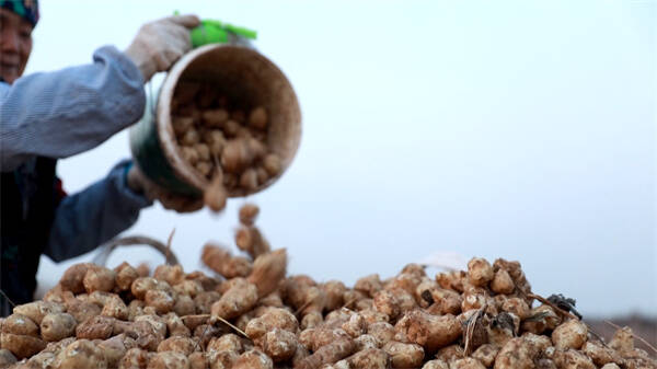 开云电竞入口:东营市利津县：盐碱地上4000亩菊芋喜获丰收预计实现总产值2000万元(图2)