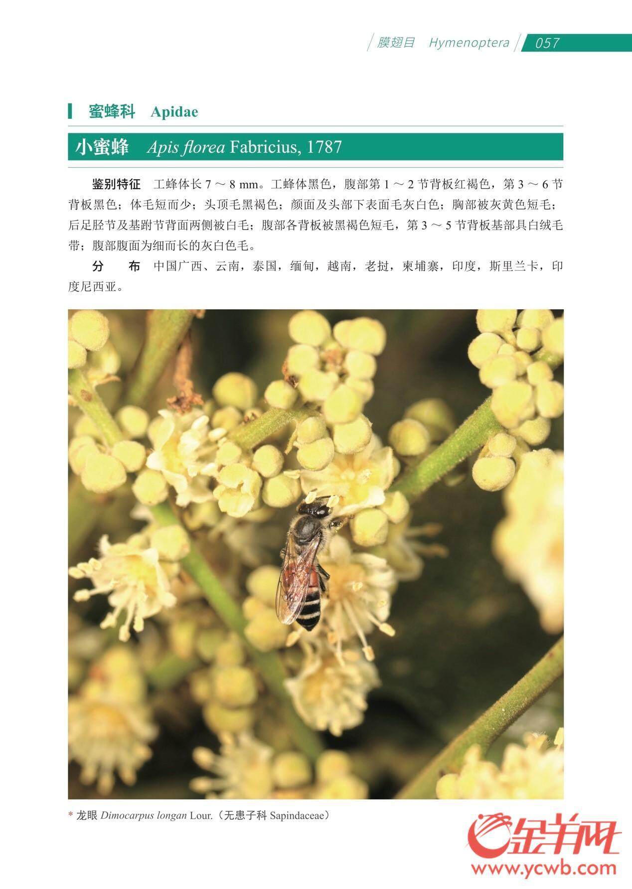 开云电竞昆虫学与植物学科研者联手执笔！《中国热带亚热带典型农林交错带传粉昆虫图谱》出版(图2)