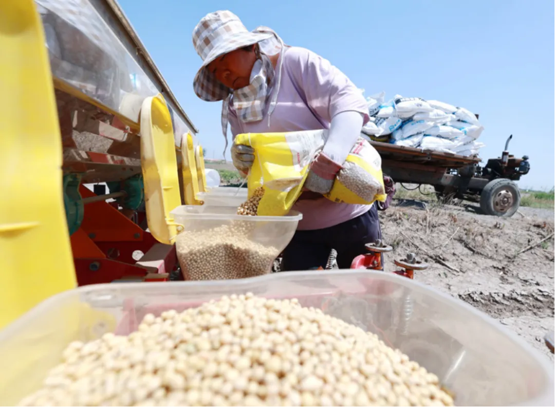 kaiyun开云电竞:为什么我国会大量进口大豆而不是玉米？(图2)