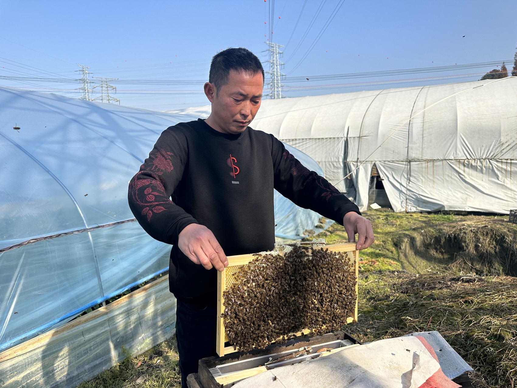 开云电竞:四川水果“甜蜜”背后:超八成草莓采用蜜蜂授粉(图2)