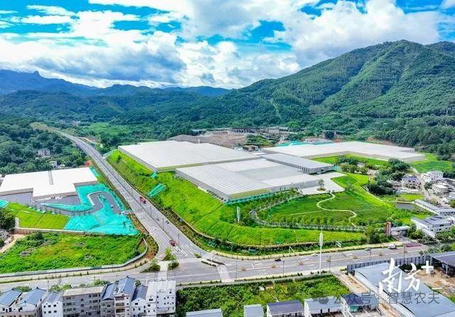 开云电竞网站:智慧大脑种地好city！广东这个番茄工厂不一般年产番茄超2400吨！(图3)