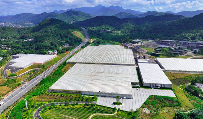 开云电竞网站:智慧大脑种地好city！广东这个番茄工厂不一般年产番茄超2400吨！(图2)