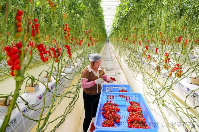 开云电竞网站:智慧大脑种地好city！广东这个番茄工厂不一般年产番茄超2400吨！(图4)