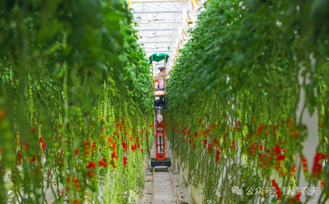 开云电竞网站:智慧大脑种地好city！广东这个番茄工厂不一般年产番茄超2400吨！(图6)