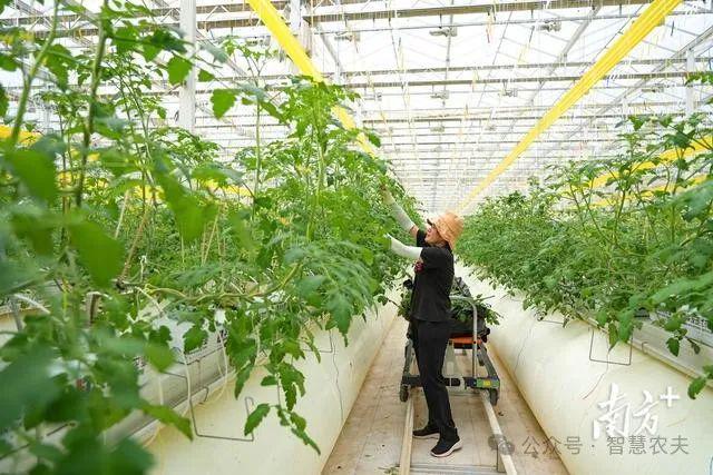 开云电竞网站:智慧大脑种地好city！广东这个番茄工厂不一般年产番茄超2400吨！(图8)