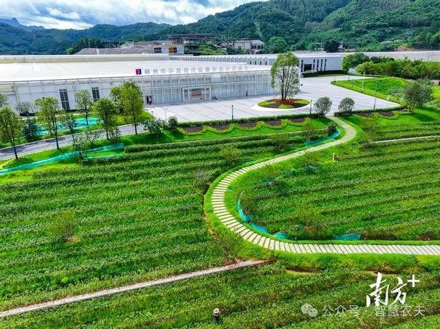 开云电竞网站:智慧大脑种地好city！广东这个番茄工厂不一般年产番茄超2400吨！(图7)