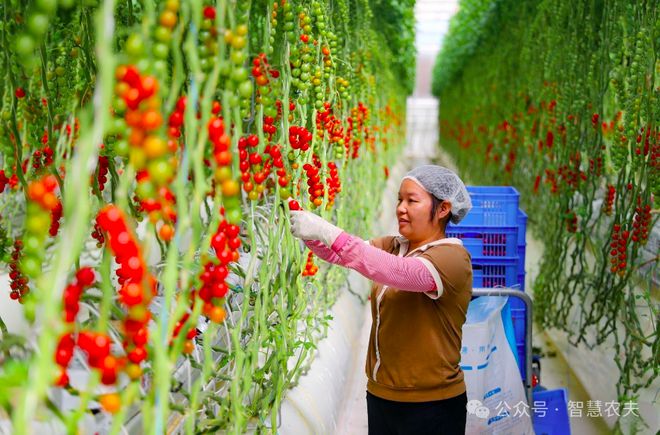 开云电竞网站:智慧大脑种地好city！广东这个番茄工厂不一般年产番茄超2400吨！(图9)