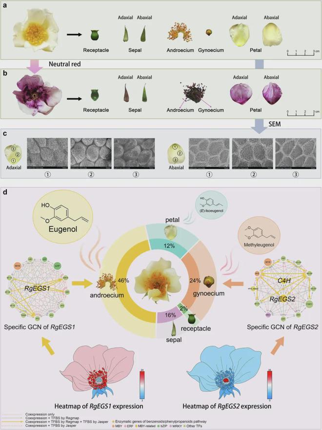 北京林业大学在读博士研究生以第一作者身份发表NatureCommunications(图4)