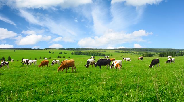 乐蓓初知多星大满贯儿童奶粉重磅上市(图5)